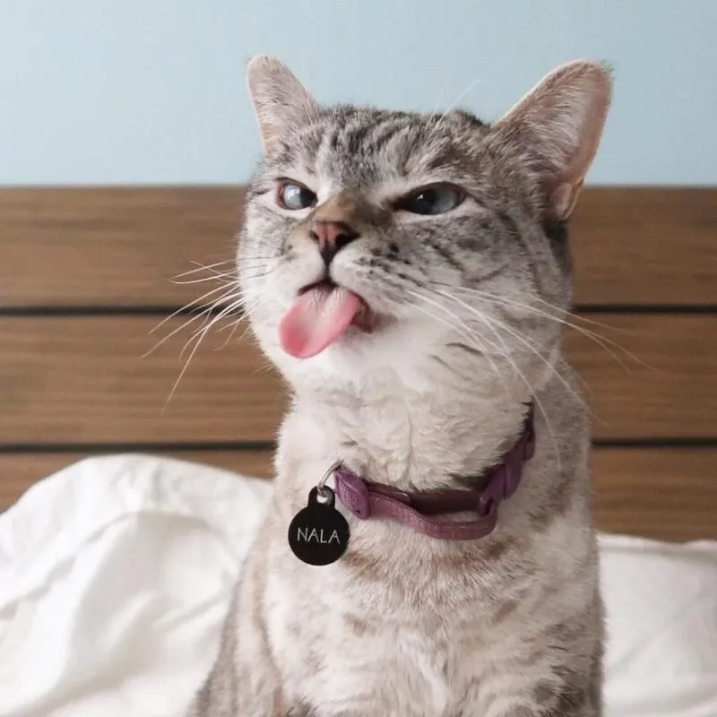 Thỏa sức thư giãn cùng mèo cười meme siêu vui nhộn và bá đạo