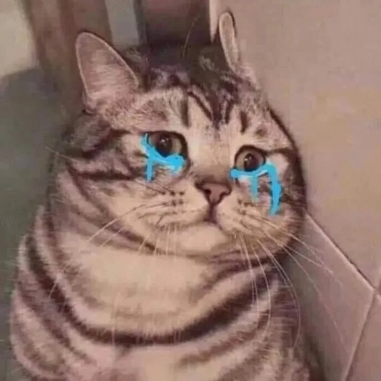Thấy thương mà vẫn buồn cười với mèo khóc meme lầy lội