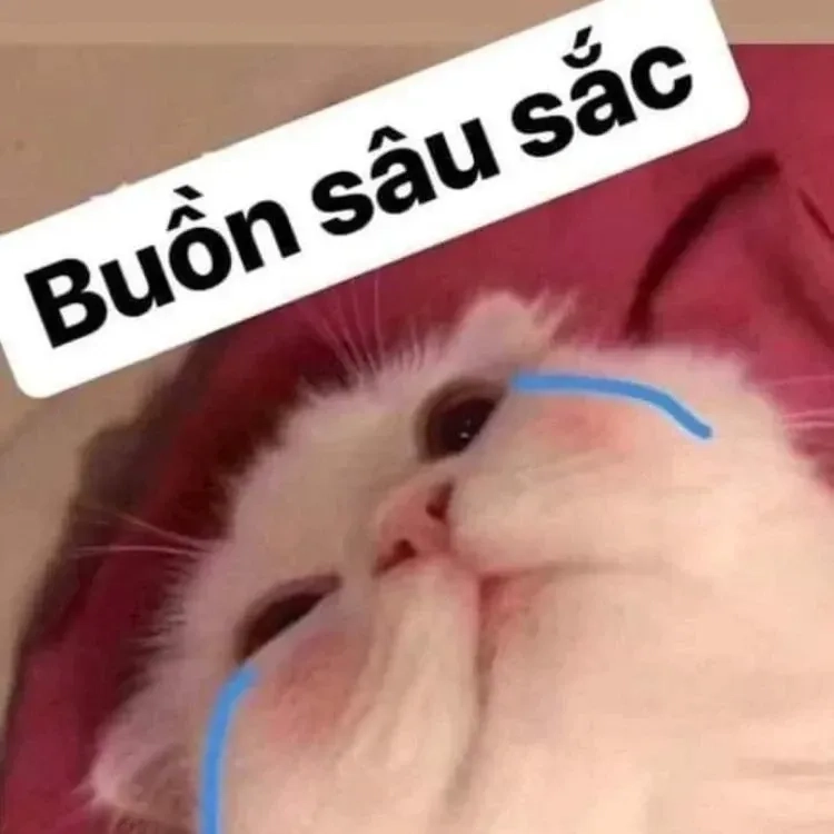 Khó nhịn cười với meme con mèo khóc siêu hài và dễ thương