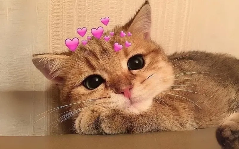 Cười thả ga với meme mèo cười đểu bá đạo không đỡ nổi