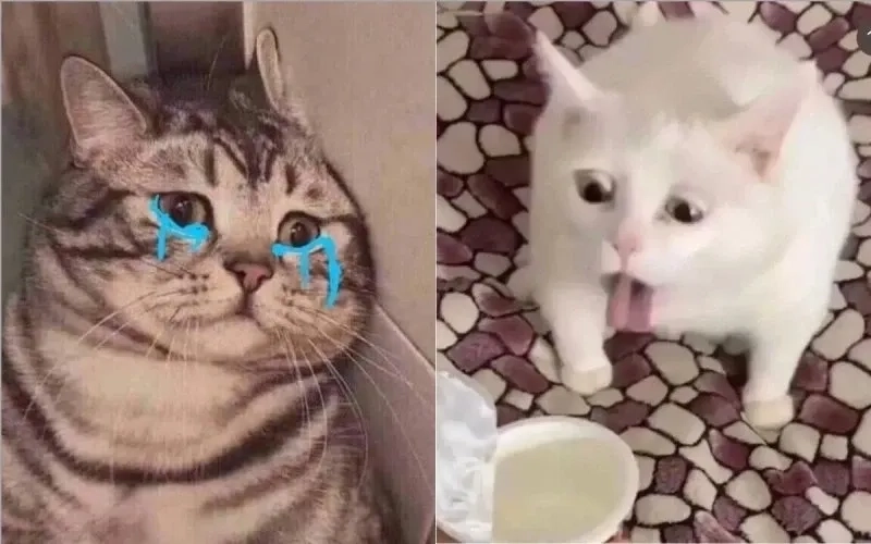Đừng nhịn nữa với meme mèo khóc thét đầy biểu cảm siêu vui