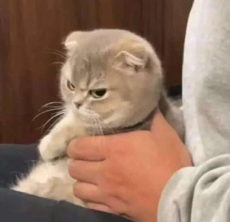 Thả like ngay cho meme mèo khóc like siêu lầy và hài hước