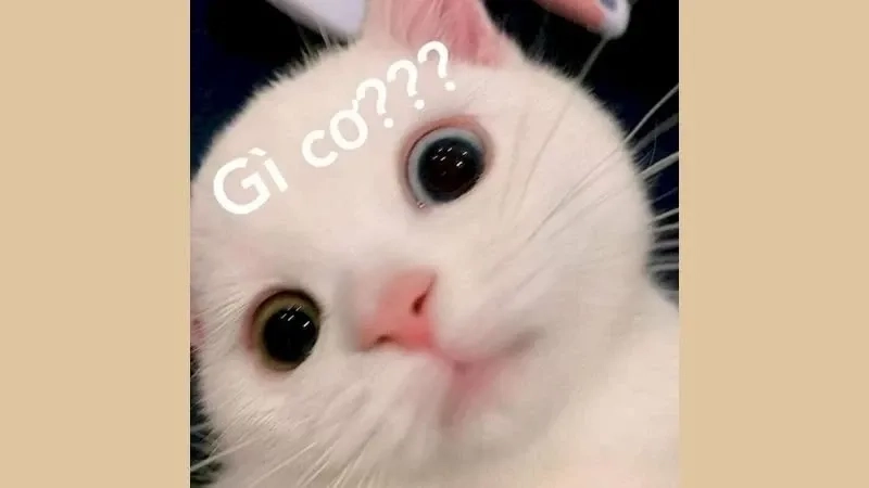 Bộ sưu tập ảnh meme mèo khóc siêu lầy, tha hồ thả cảm xúc
