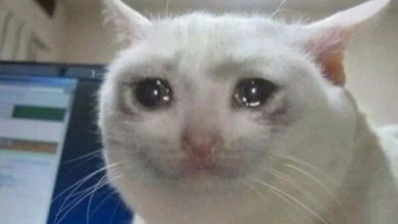 Tải ngay con mèo khóc meme cực lầy, tha hồ chế vui