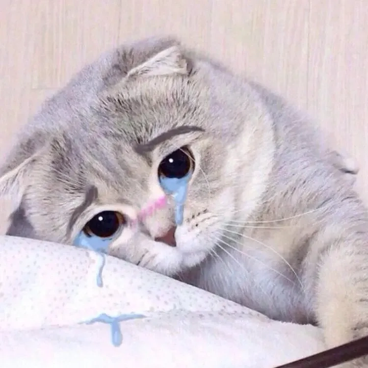 Ngộ nghĩnh cùng meme mèo khóc cute siêu đáng yêu và hài hước