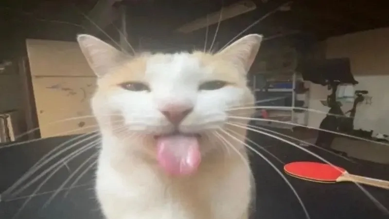 Bùng nổ tiếng cười với meme mèo cười chỉ tay cực hài và duyên dáng