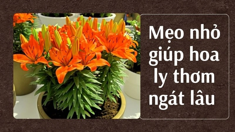 Mẹo nhỏ giúp hoa ly thơm ngát lâu và nở đúng dịp