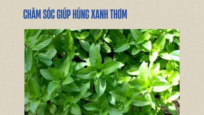 Mẹo chăm sóc để rau húng xanh và thơm