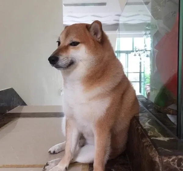 Cheems meme template dùng tạo ảnh chế vui