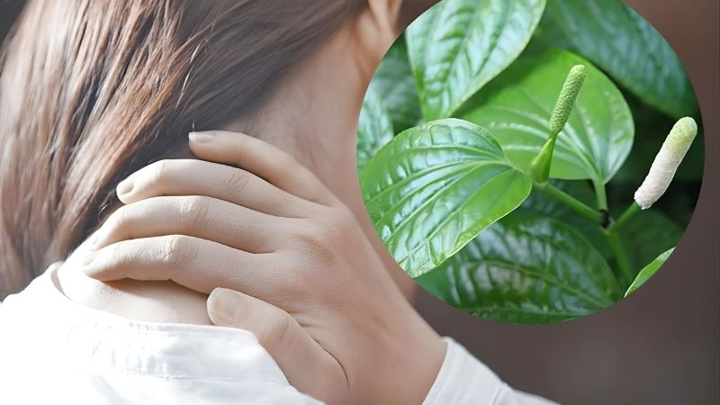 Lá lốt đắp nóng – Giảm viêm tự nhiên từ vườn nhà