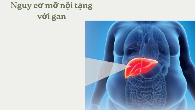 Mỡ nội tạng ảnh hưởng chức năng gan ra sao
