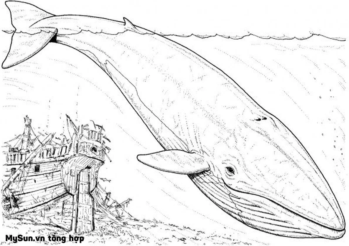 Tranh tô màu con cá voi cute ngộ nghĩnh cho bé