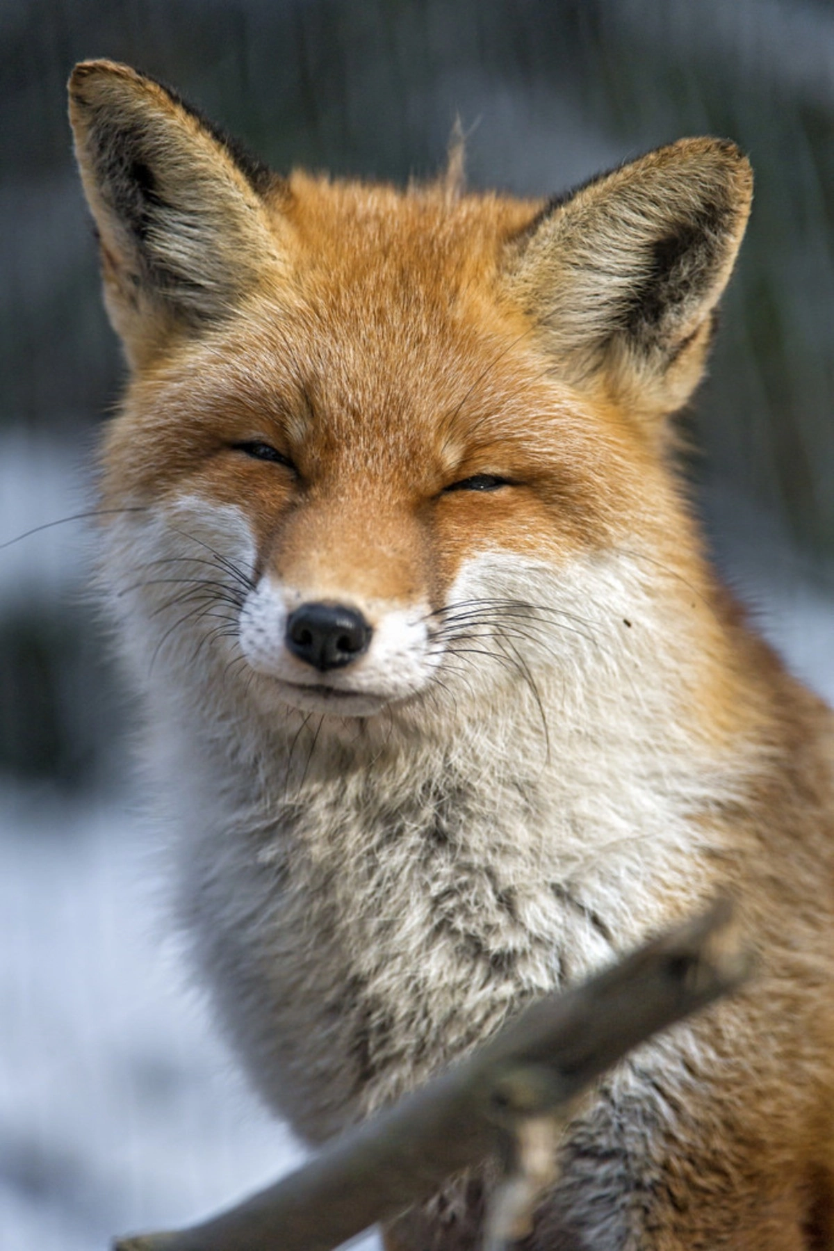 Hình avatar con cáo ngầu hợp gu cool.