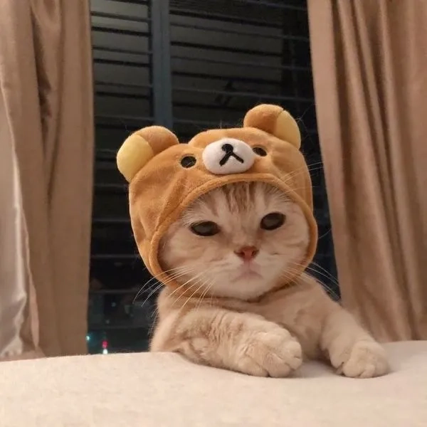 Avatar cute đơn giản nhưng vẫn nổi bật.