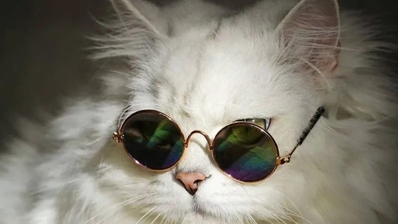 Avatar cute cho Facebook dùng làm ảnh đại diện.