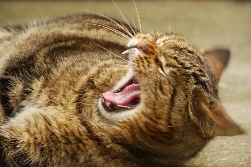 Avatar cute cho Zalo gọn gàng, dễ nhìn.