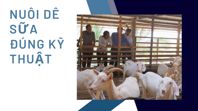 Hướng dẫn cách nuôi dê lấy sữa chuẩn