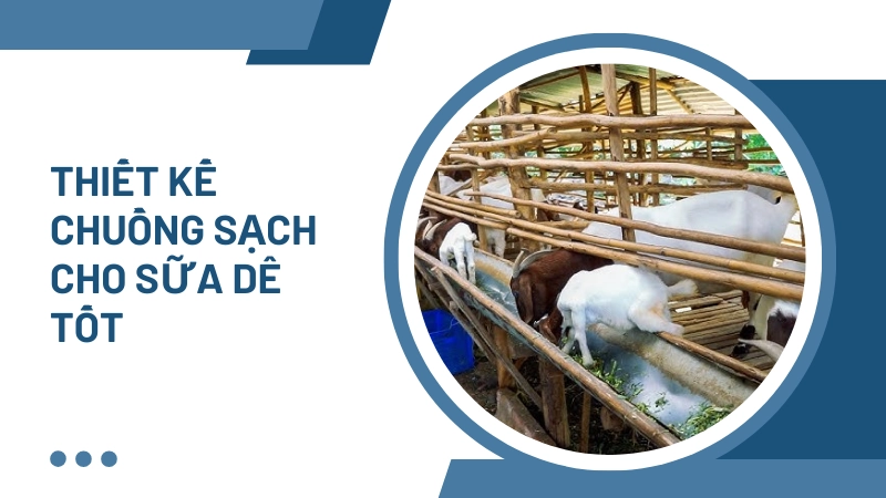 Cách thiết kế chuồng trại sạch sẽ giúp dê cho sữa