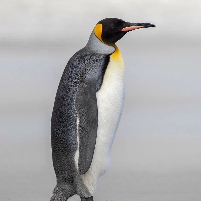 Xu hướng mới lạ dành cho giới trẻ với bộ ảnh avatar cánh cụt vô tri cực hài.