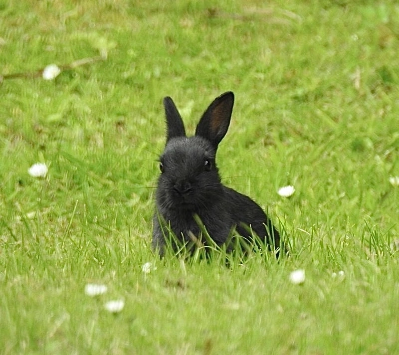 Sự kết hợp hoàn hảo giữa cá tính và sự tối giản của avatar thỏ đen.