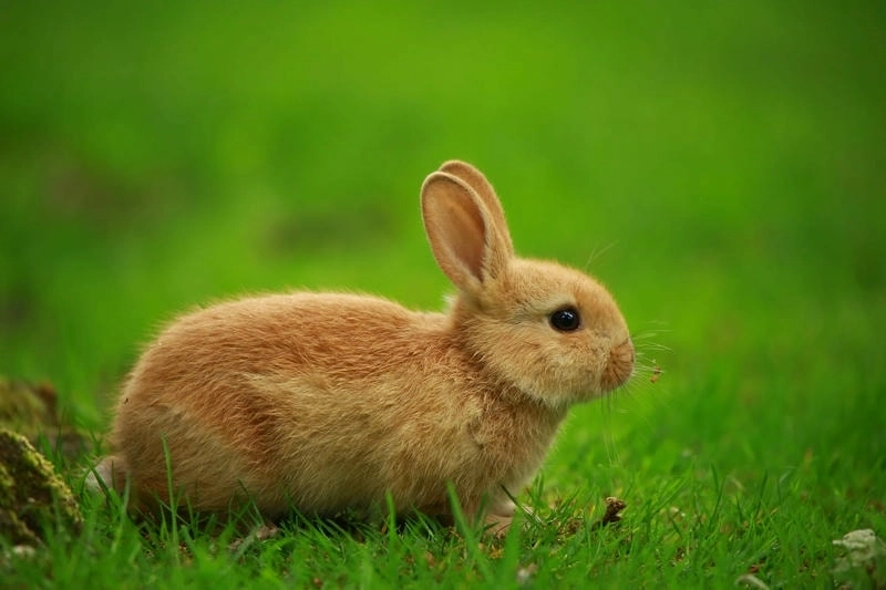 Cảm xúc lắng đọng qua những bức ảnh thỏ buồn làm avatar ý nghĩa.