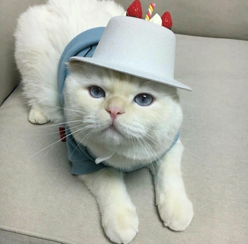 Làm mới trang cá nhân với avatar ngộ nghĩnh ảnh mèo cute siêu đáng yêu.